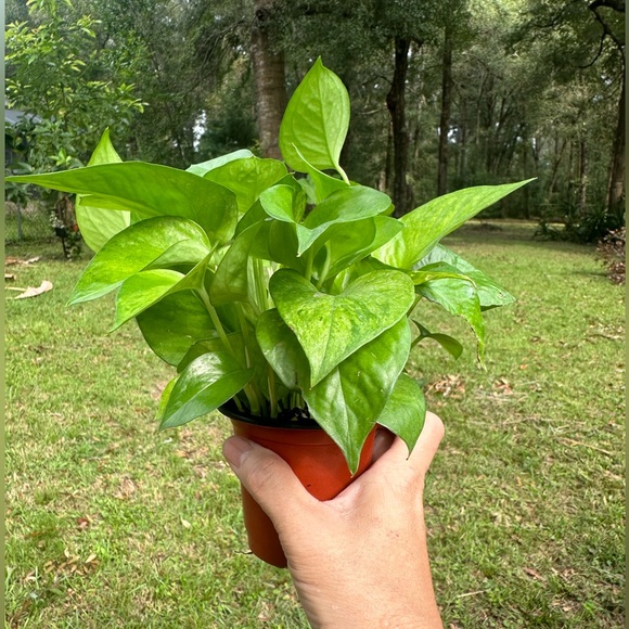 Jessenia Pothos Healthy Starter Plant Great Price! - Picture 2 of 2